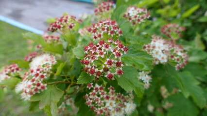 red and white flowers