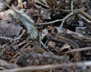 A Brown Snake (Storeria dekayi) slithering on the forest floor.  Shot in Waterloo, Ontario, Canada.