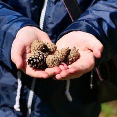 close up of hands holding wheat