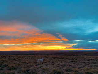 White Dog in Sunset Dispersed Camping over Green River, Wyoming