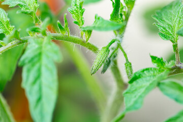 close up of budding tomato plants. 