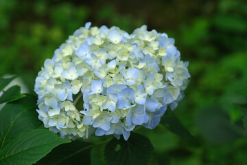 紫陽花