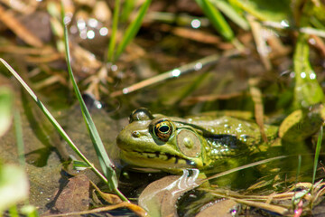 frog in the pond