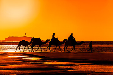 Camel caravan silhouette in sunset, Essaouria, Morocco