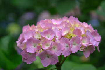 ピンクの紫陽花