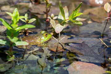 frog in the water