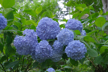 紫陽花