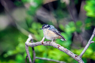 Red-breasted Nuthatch Sitta canadensis on a Branch 