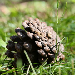 pine cone on the ground