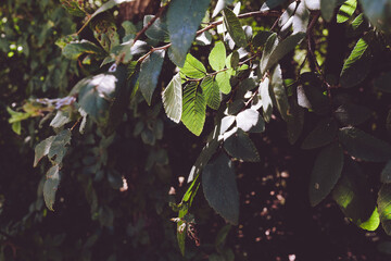 A tree branch in the sun on a summer day in a Texas nature reserve.