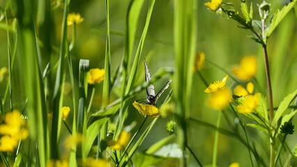 daffodils in the grass