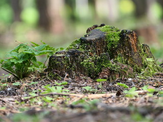 moss on the tree
