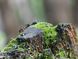 moss on tree