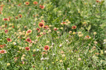 Flowers on a summer day in a Texas nature reserve.