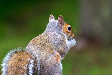 Cute Squirrel Eating