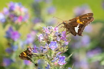 Silver-spotted skipper butterfly feeding on wildflowers - Epargyreus clarus