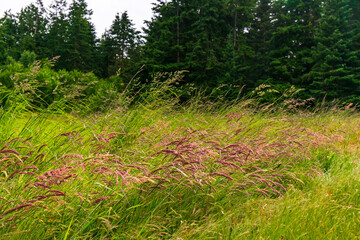 Purple Grasses Grow in Field