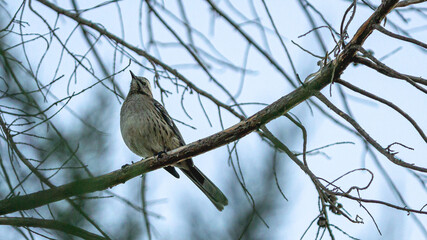 bird on a branch