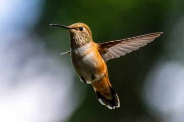 Rufous Hummingbird, Washington