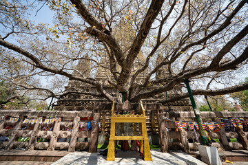 Árvore de Bodhi no templo de Mahabodhi Temple. India
Árvore da iluminação do Budha