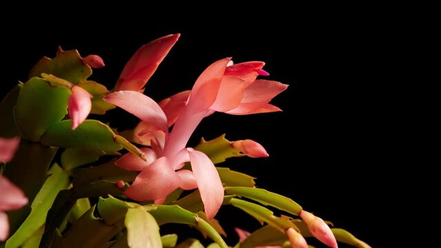 Time lapse of rare pink Zygocactus blooming at 5760x. Black background