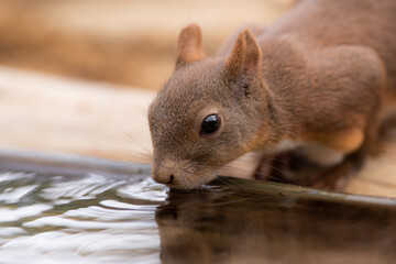 水場のリス