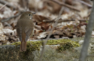 A Hermit Thrush (Catharus guttatus) sitting on a rock.  Shot in Waterloo, Ontario, Canada.