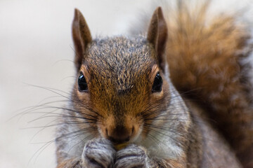Adorable Squirrel Eating Corn