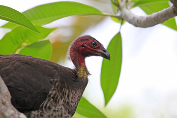 A wild bush turkey in a tree in residential area of Queensland, Australia