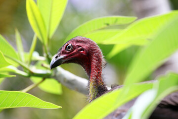 Obraz premium A wild bush turkey in a tree in residential area of Queensland, Australia