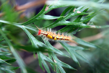 Closeup of spikey catepillar on a greville bush, queensland australia