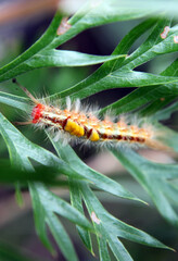 Closeup of spikey catepillar on a greville bush, queensland australia