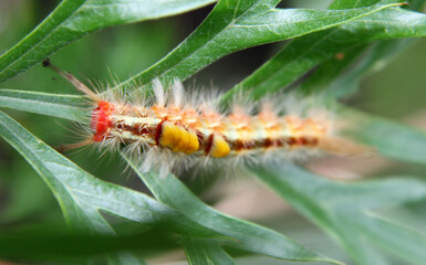 Closeup of spikey catepillar on a greville bush, queensland australia