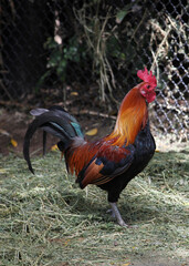 A brightly coloured rooster and chicken in a chicken enclosure