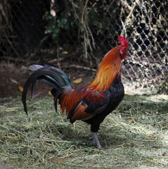A brightly coloured rooster and chicken in a chicken enclosure