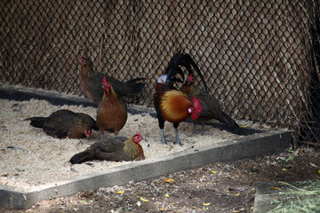 A brightly coloured rooster and chicken in a chicken enclosure