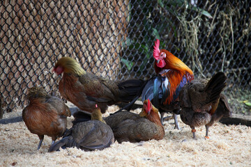 A brightly coloured rooster and chicken in a chicken enclosure
