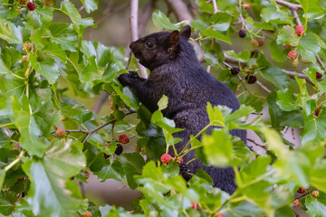 A squirrel climbing a blackberry tree looking for food