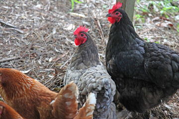 A brightly coloured rooster and chicken in a chicken enclosure
