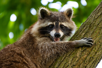 A smiling raccoon climbing a tree in the woodlands