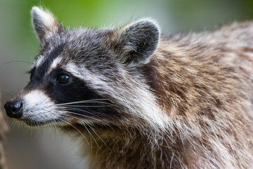 A closeup in a raccoon in the woodland