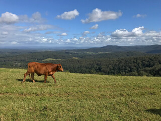 Cows grazing in a rural field with blue sky and clouds in background, surrounded by hills