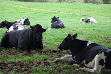 Cows grazing in a field with grass and trees