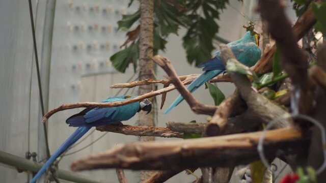 Two colorful parrots sitting on a tree in the tropical rainforest at the Academy of  Sciences in San Francisco California, Blue and yellow parrot bites into a tree bough