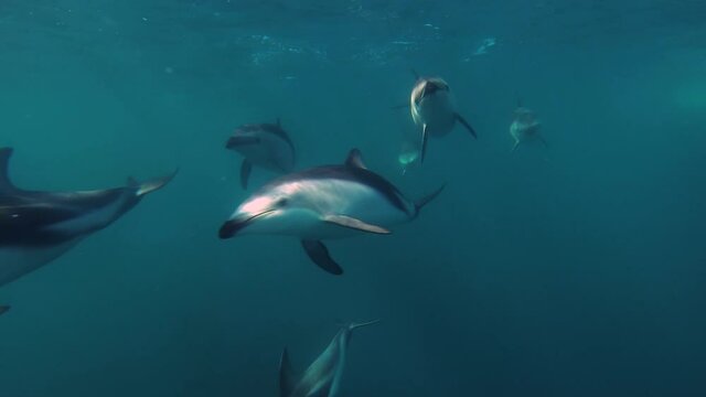 group of dusky dolphins swimming right to the camera, underwater frontal shot, slowmotion