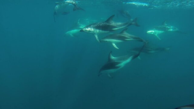 a beautiful family of dusky dolphins swim slowly around the camera, underwater shot