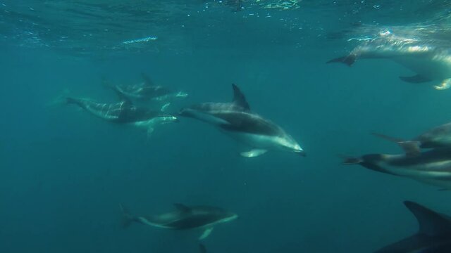 group of dolphins swimming away underwater shot, slow motion