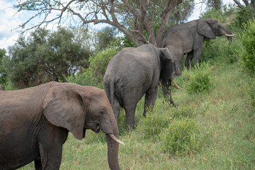 Elefantes em Safari no parque Serengeti na Tanzania 