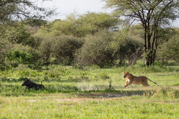 Leão / Leoa perseguindo um javali em safari na África 
