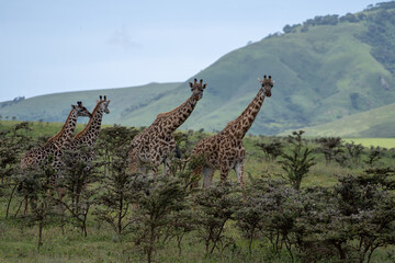 Grupo de girafas em Savana Africana olhando para a camera 